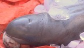Bắt được cá lạ, nặng 150kg trên sông Cổ Chiên