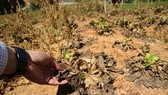 Nông dân Đà Lạt điêu đứng vì rau nhiễm virus lạ