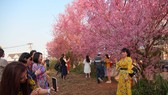Du khách ngất ngây với mai anh đào đang nở rộ ở Đà Lạt