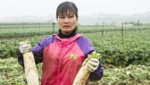 Cục trưởng Cục Trồng trọt báo cáo trồng rau lãi gần 300 triệu đồng/ha, số nhổ bỏ rất ít