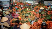 Phủ nhận tin đồn “vải thiều phải đổ bỏ xuống sông”