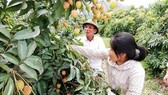 Vải Việt Nam “vui” vì vải Trung Quốc mất mùa, giá cao