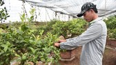 Trồng chanh tứ quý, có nông dân lãi 5 tỷ đồng mỗi năm