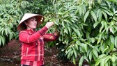 Vải thiều tươi Việt Nam lần đầu xuất khẩu sang Nhật Bản có thể 'lỡ hẹn' do dịch Covid-19