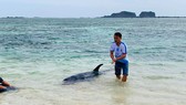 Con cá voi nặng trên 100kg không chịu bơi ra biển mà quay vào bờ nằm chờ chết