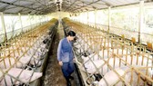 A pig farm in Cu Chi district, HCMC (Photo: SGGP)