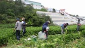 Farmers harvest vegetables in Ward 7, Da Lat city (Photo: SGGP)