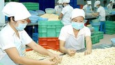 Vietnam is the world’s top cashew exporter (Photo: SGGP)