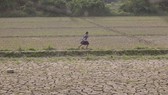 A girl runs through deserted farmland in Myanmar's Sagaing region where floods buried valuable fertile soil under several feet of mud which later dried hard and cracked, making land preparations very difficult and expensive (Photo: news.un.org)