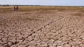 Drought in the Mekong Delta region (Photo: VNA)