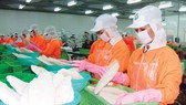 Chế biến cá tra xuất khẩu tại An Giang
