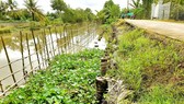 Nông dân chung tay phòng chống sạt lở ở xã Đông Phước A, huyện Châu Thành, tỉnh Hậu Giang