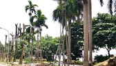 Hà Nội chuyển “hương” hoa sữa từ hồ Tây lên bãi rác Nam Sơn