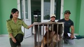 Bàn giao cá thể khỉ đuôi lợn cho Kiểm lâm