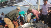 Ngư dân Quảng Trị trúng mẻ cá lớn