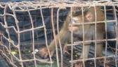 Cá thể khỉ mốc quý hiếm