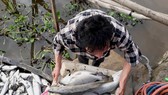 Cá nuôi lồng bè chết khiến người dân thiệt hại nặng