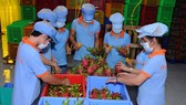 Sơ chế thanh long xuất khẩu Ảnh: NGUYỄN DUY