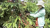 Để cây công nghiệp là cây trồng chủ lực của Tây Nguyên cần sự vào cuộc của nhiều “nhà”