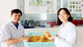 TS Hà Thị Loan cùng đồng nghiệp thu hoạch rễ tóc sâm Ngọc Linh nuôi cấy trong phòng thí nghiệm