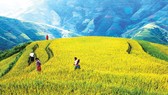 Đồng bào Mông đi thăm lúa, làm cỏ để chuẩn bị mùa thu hoạch
