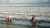 Nông dân ĐBSCL xuống giống lúa đông xuân sớm