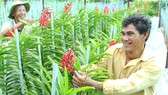 Nông dân phấn khởi khi trồng lan cho lợi nhuận gấp 40-50 lần trồng lúa Ảnh: CAO THĂNG