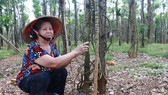 Nhiều vườn tiêu bị nhiễm bệnh tại xã Đắk Ơ