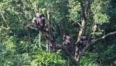 Voọc chà vá chân nâu tại Khe Nước Trong thuộc bộ ảnh của Trung tâm bảo tồn thiên nhiên Việt