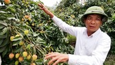 Nông dân ở xã Giáp Sơn, huyện Lục Ngạn (Bắc Giang) nuôi hy vọng vào vụ vải thiều năm 2019