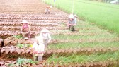 Chuyển đổi trồng màu hiệu quả hơn cây lúa