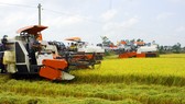 Nông dân Hậu Giang liên kết, áp dụng sản xuất theo cánh đồng lớn