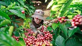 Xây dựng chứng nhận cho cà phê chất lượng cao