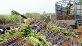 Thay đổi để tồn tại