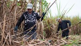 Từ năm 2020, ngành mía đường trong nước sẽ gặp khó khăn khi thực thị Hiệp định ATIGA