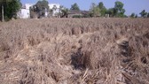 Khô hạn làm nhiều diện tích lúa bị thiệt hại ở ĐBSCL. Nguồn: ĐCSVN