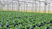 60% diện tích canh tác rau quả ở TPHCM đạt VietGAP