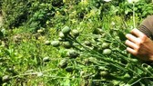 Lào phá bỏ 106ha trồng cây thuốc phiện