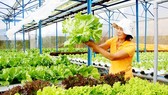 Trang trại trồng rau ở Đà Lạt giới thiệu sản phẩm rau xà lách thủy canh