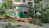 Cử tri mong có giải pháp quản lý, giữ gìn cây xanh