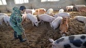 Nhật Bản tái bùng phát dịch tả heo