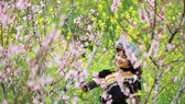 Tặng nàng cả đỉnh Fansipan nhân ngày của phái đẹp