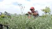 Đồng bằng sông Cửu Long tất bật vào vụ hoa tết