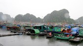 Gần 42.000 tàu được thông báo về bão số 8