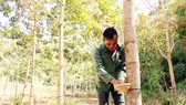 Gần 900 tỷ đồng bồi thường vườn cao su phục vụ dự án sân bay Long Thành