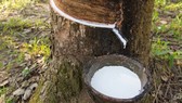 Tăng sản lượng khai thác mủ cao su