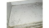 Hàng trăm con muỗi chết trong một tủ giày tại nhà dân ở phường 12 quận Bình Thạnh