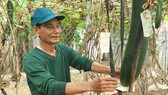 Ông Lê Hải Dương, 70 tuổi, người tham mưu cho xã Xuân Thủy việc nhận lương hưu từ góp lúa