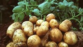 Chọn tạo giống khoai tây Đà Lạt chất lượng cao