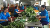 HTX Phước An (huyện Bình Chánh) sản xuất rau an toàn, nhưng vẫn còn thiếu vốn, nhân lực